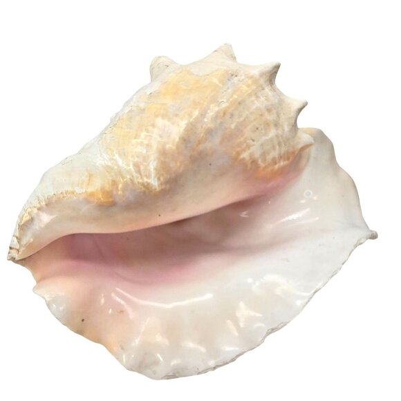 Conch Sea Shell Extra Large Vintage Natural Ocean Beauty Seashell 11" JE396 - Picture 7 of 10